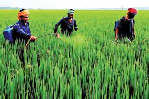 Gulf Tensions, Fertiliser Risks and India’s Natural Farming Hedge