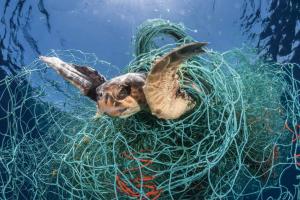 Plastic’s Deadly Toll on Whales and Dolphins