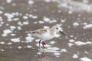 Birder Cop finds an Australian tagged bird
