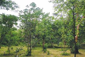 From barren land to lush green Devrai