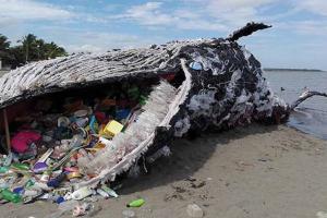 How Microplastics Travel from Krill to Whales
