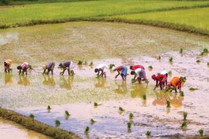 Beyond the Plough