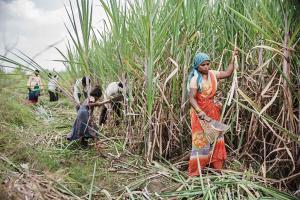Cutting More Than Just Cane