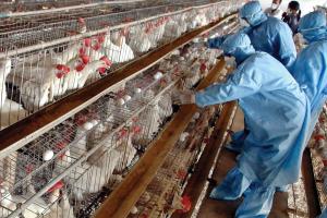 Bird-flu outbreak rattles Nandurbar