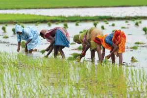 The Body Politic of Farming