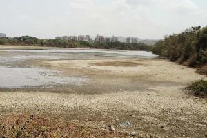 Polluted tidal inflows threaten flamingo lake