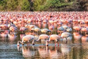 Spotlight on Flamingo Blue Carbon Plan