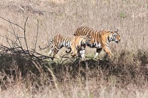 Maharashtra-Andhra play ‘cupid’ to lone tiger