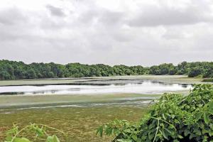 DPS Lake turns into algae reservoir