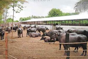 The Buffalo Billion