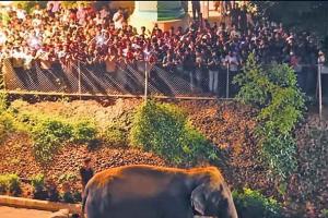 Thousands turn out to welcome ‘Madhuri’ home