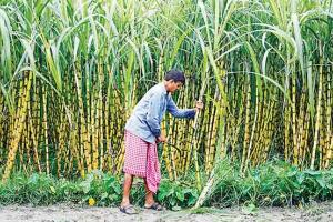 Centre pushes for early sugarcane crushing