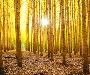 Innovation that helps in maintaining environment