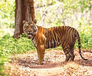 A tiger safari in Goa?