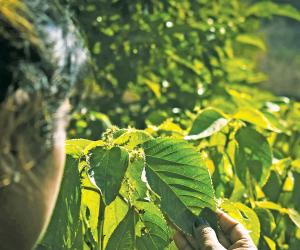 India’s Fading Lungs
