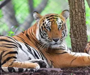 Tadoba tiger reserve attracts rare birds