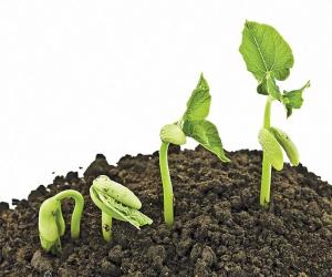 From Soil to Sunlight