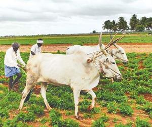 Hedging Desk: A New Era in Indian Agricultural Marketing