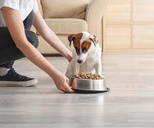 India’s big bet on premium pet food