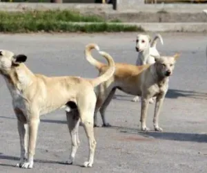 When Mumbai tried to relocate stray dogs