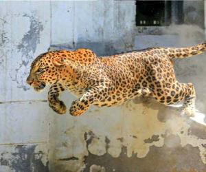 Why blame the speechless leopards?