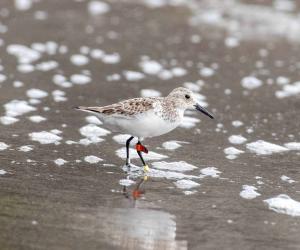 Birder Cop finds an Australian tagged bird