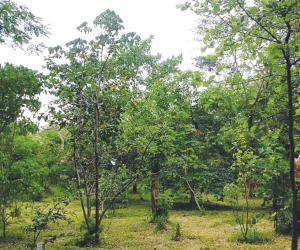 From barren land to lush green Devrai