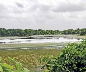 DPS Lake turns into algae reservoir
