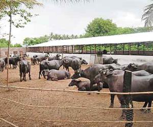 The Buffalo Billion