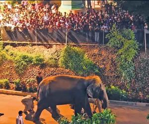 Thousands turn out to welcome ‘Madhuri’ home