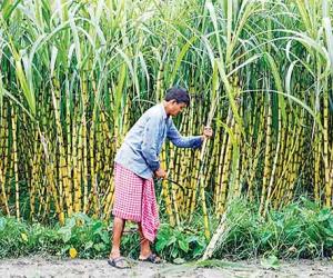 Centre pushes for early sugarcane crushing