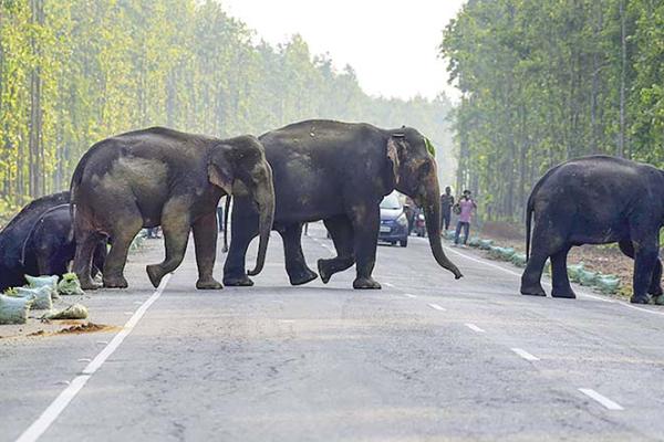 Book Suggests Ways to Mitigate Human-Animal Conflict
