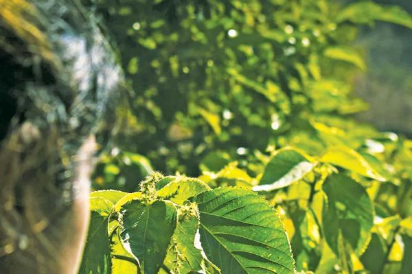 India’s Fading Lungs