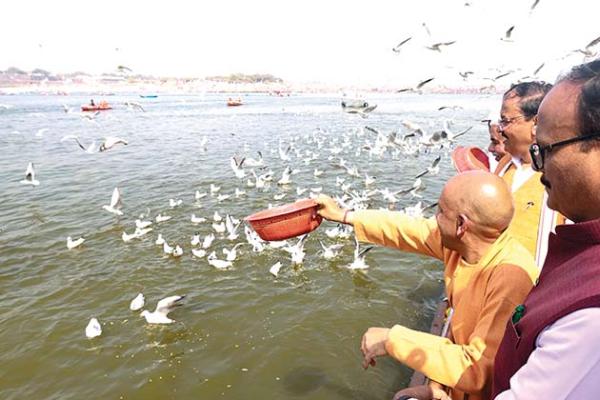 Why is Feeding Seagulls Hazardous?