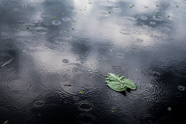 Heavy monsoon rains disrupt normal life; IMD issues red alert in 8 districts