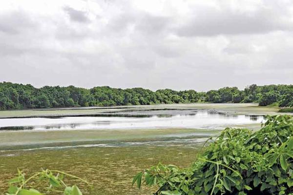 DPS Lake turns into algae reservoir