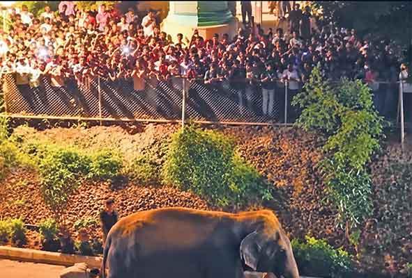 Thousands turn out to welcome ‘Madhuri’ home