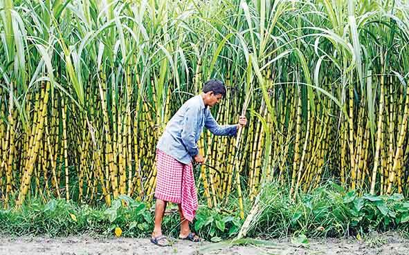 Centre pushes for early sugarcane crushing